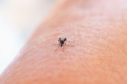 Pourquoi les moustiques piquent certaines personnes plus que d’autres ? La réponse de la science