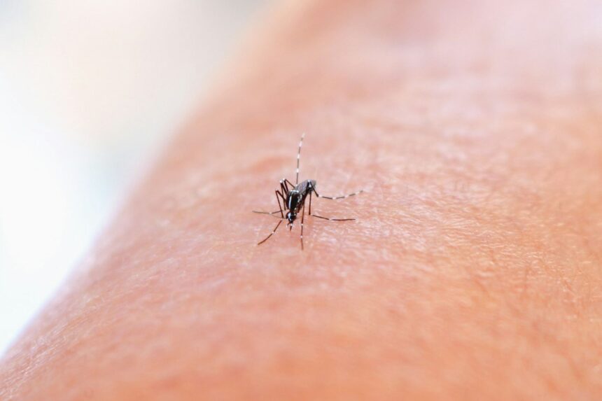 Pourquoi les moustiques piquent certaines personnes plus que d’autres ? La réponse de la science